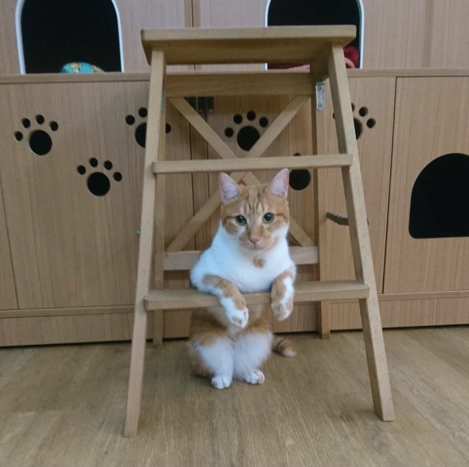 布丁
