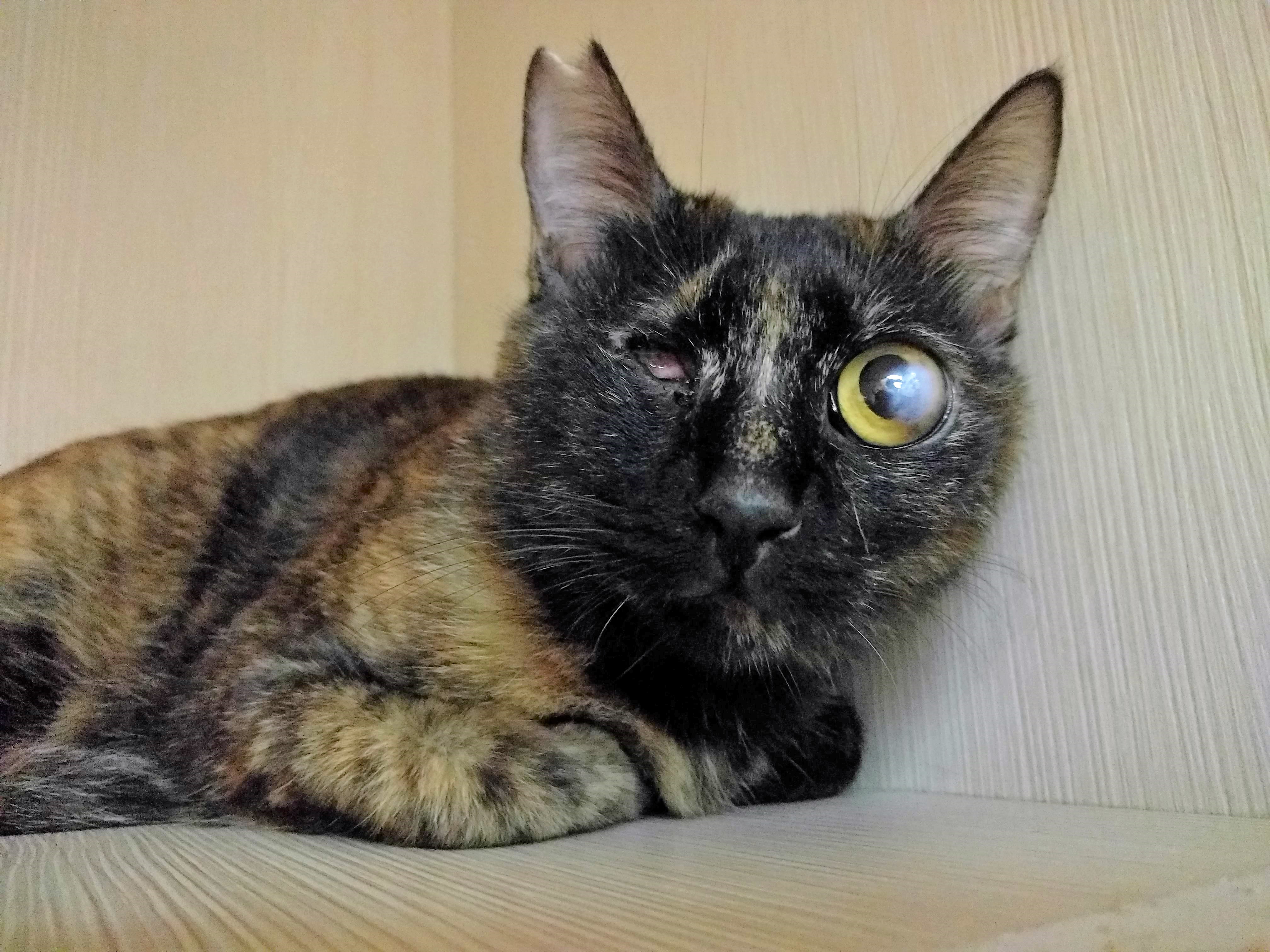 小咪