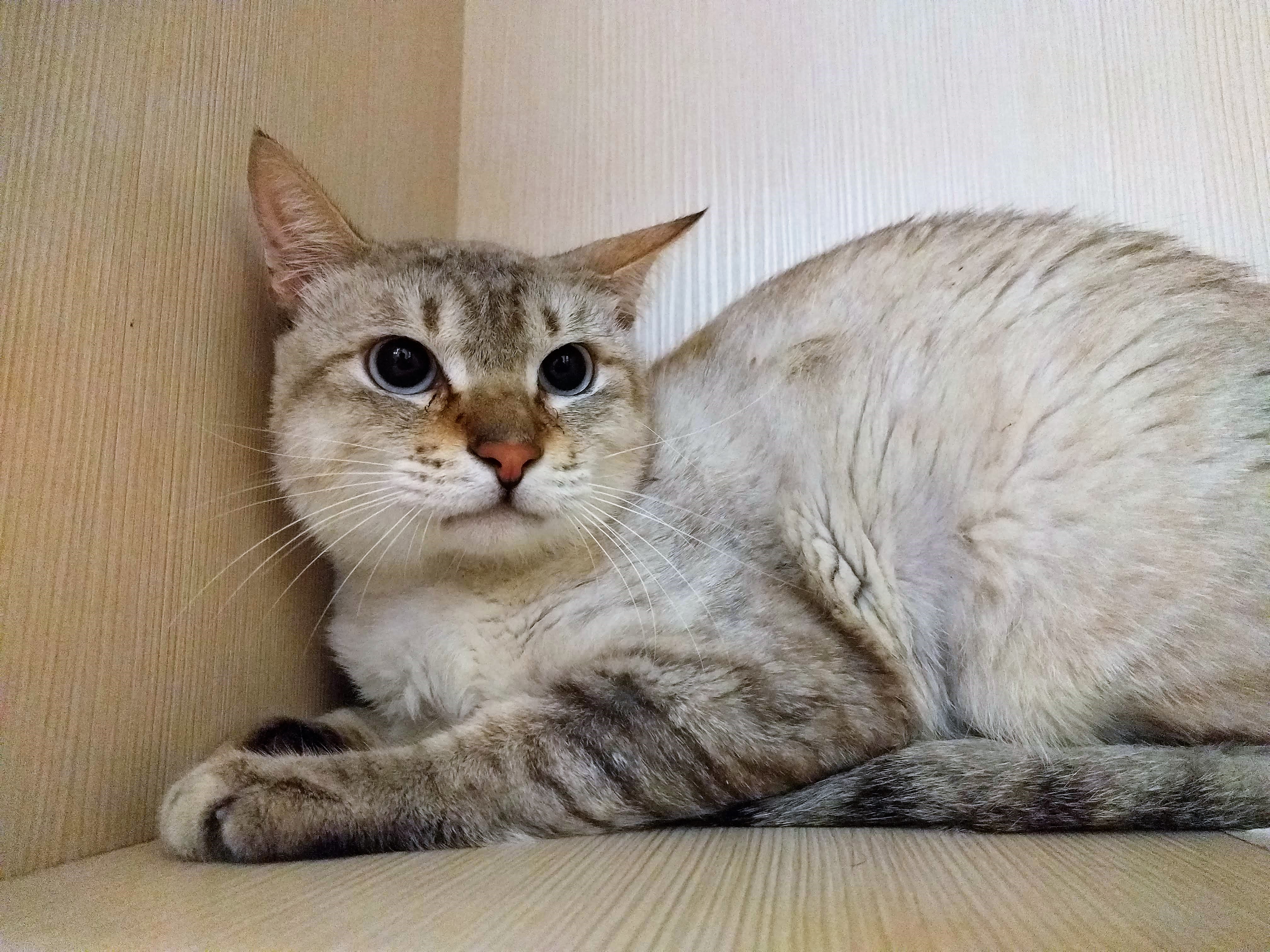 伯爵
