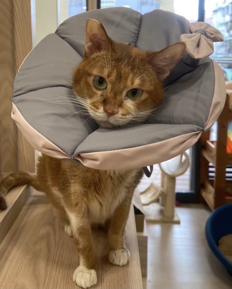 阿猴