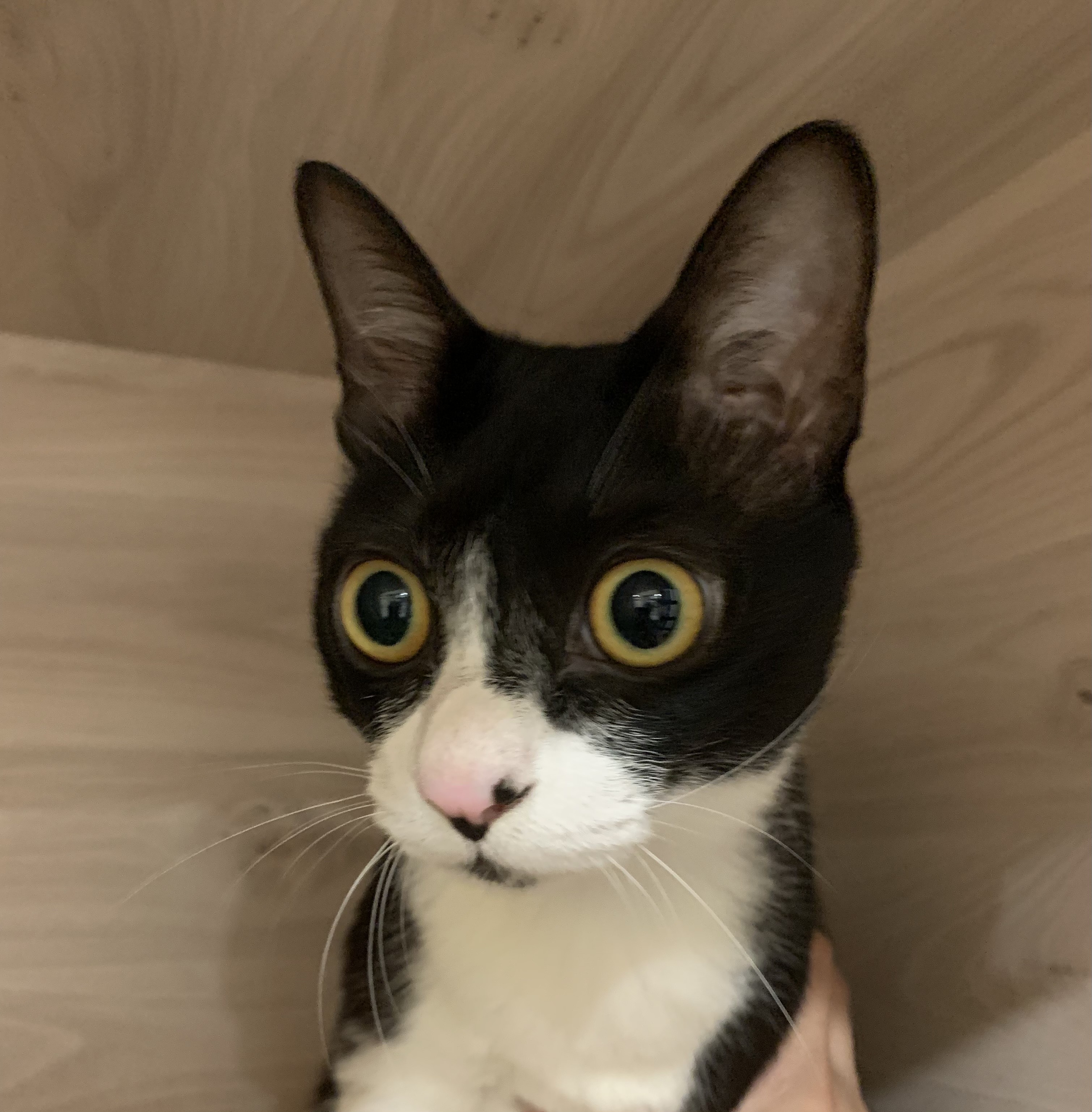 靜靜